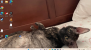 cat .png