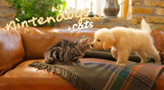 NintendogsCats.png