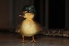 duck.jpg