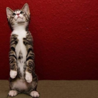 Exophase profile picture for @Sneer