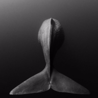 Exophase profile picture for @Modo