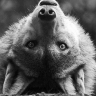 Exophase profile picture for @Wolfe