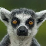 Exophase profile picture for @Lemur