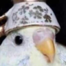 TheEliteBirb