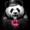 Panda IRL