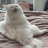 flitty