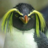 BigBinguin