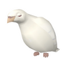 pigeon3861