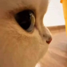 lungacunga